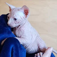 Cuccioli Sphynx Canadian, Pedigree, Disponibili