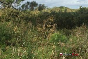 Terreno a Castanea Rif.MFE-5493
