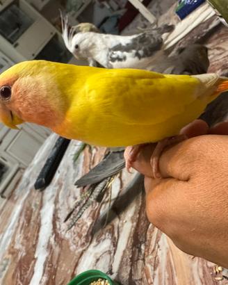 Inseparabile allevato a mano