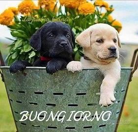 Cuccioli di labrador