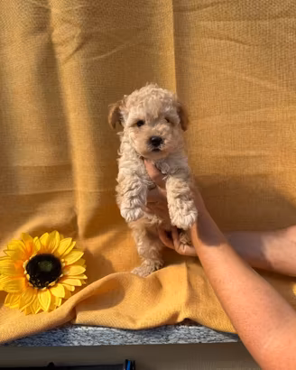 Maltipoo