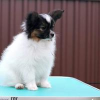 Papillon cucciolo