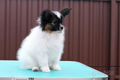 Papillon cucciolo