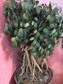 PIANTA  FICUS BENJAMIN ARTIFICIALE