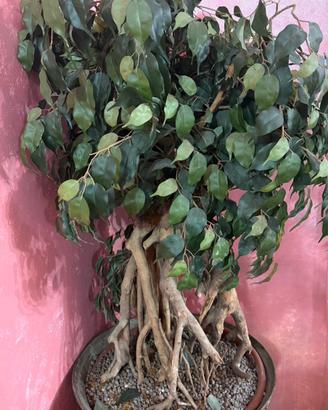 PIANTA  FICUS BENJAMIN ARTIFICIALE