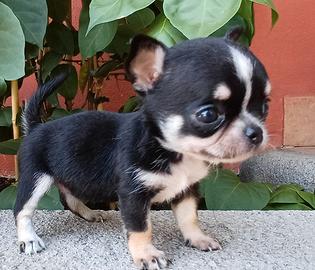 chihuahua femmina mini