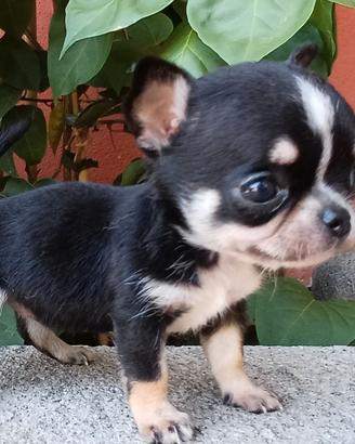 chihuahua femmina mini