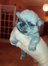 Chihuahua taglia piccola