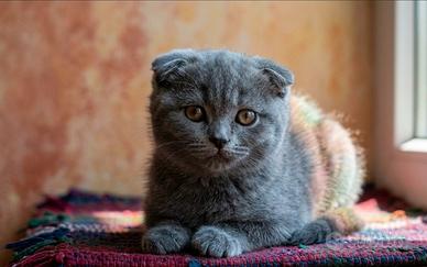 Gattini Scottish