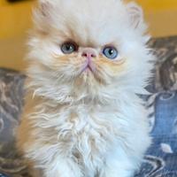 Cucciolo gatto persiano