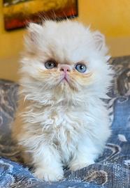 Cucciolo gatto persiano