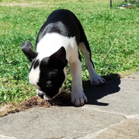 Cucciolo di Boston Terrier