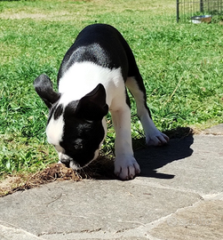 Cucciolo di Boston Terrier