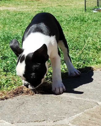 Cucciolo di Boston Terrier