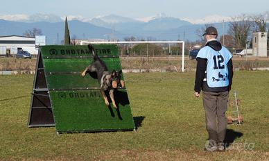 Addestratore e Educatore cinofilo