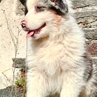 Cuccioli di Australian