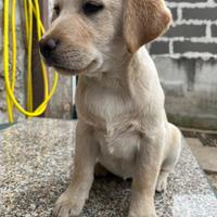 Ultima cucciola labrador