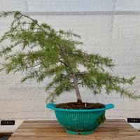 Bonsai di Cedro dell’Himalaya (Cedrus deodara)