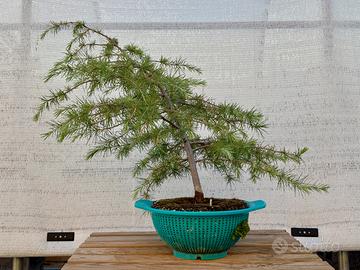 Bonsai di Cedro dell’Himalaya (Cedrus deodara)