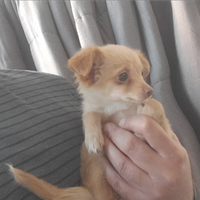 Maltese chihuahua cucciola