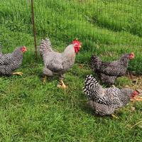 Pulcini di australorp amrock