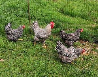 Pulcini di australorp amrock