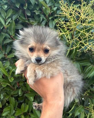 Pomerania