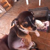 Pincher /chiwawa