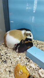 Porcellini d'india baby