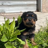 Cuccioli di Rottweiler