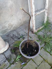piante