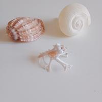 Conchiglie da collezione 