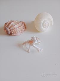 Conchiglie da collezione 