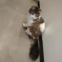 Gattino pelo medio lungo