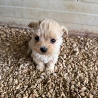 Maltipoo mini toy