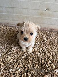 Maltipoo mini toy