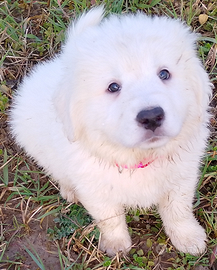 Cuccioli Pastore Abruzzese