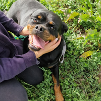 Cucciolona di rottweiler in adozione