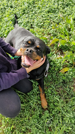 Cucciolona di rottweiler in adozione