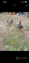 Galline Amrock di 3 mesi