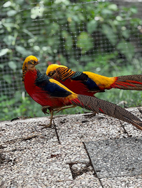 Fagiano dorato rosso