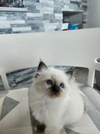 Cuccioli Sacro di Birmania disponibili