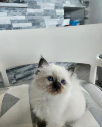 Cuccioli Sacro di Birmania disponibili