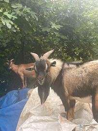 Caprette tibetane