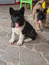 Cuccioli Akita Americano