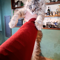 Maine coon gattini