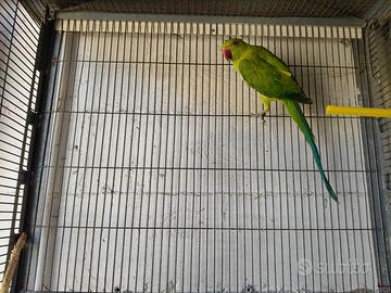 Coppia parrocchetti dal collare