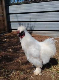 Gallo moroseta