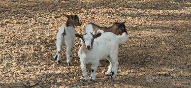 Capretti razza tibetana