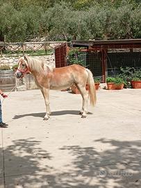 puledra haflinger femmina 